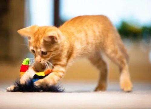 宠物出行细分赛道的商机探索 小鹿公众出行的启示